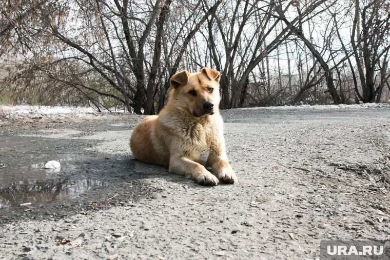 Регионы получат право самостоятельно регулировать меры из-за нападений животных, заявил Бурматов