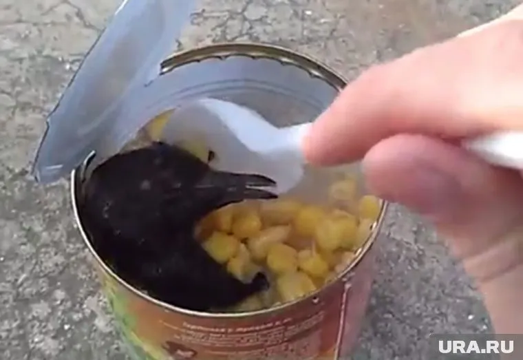 Несмотря на то, что рассол, в котором находилась голова птицы, может быть в любой банке, производитель не торопится отзывать партию