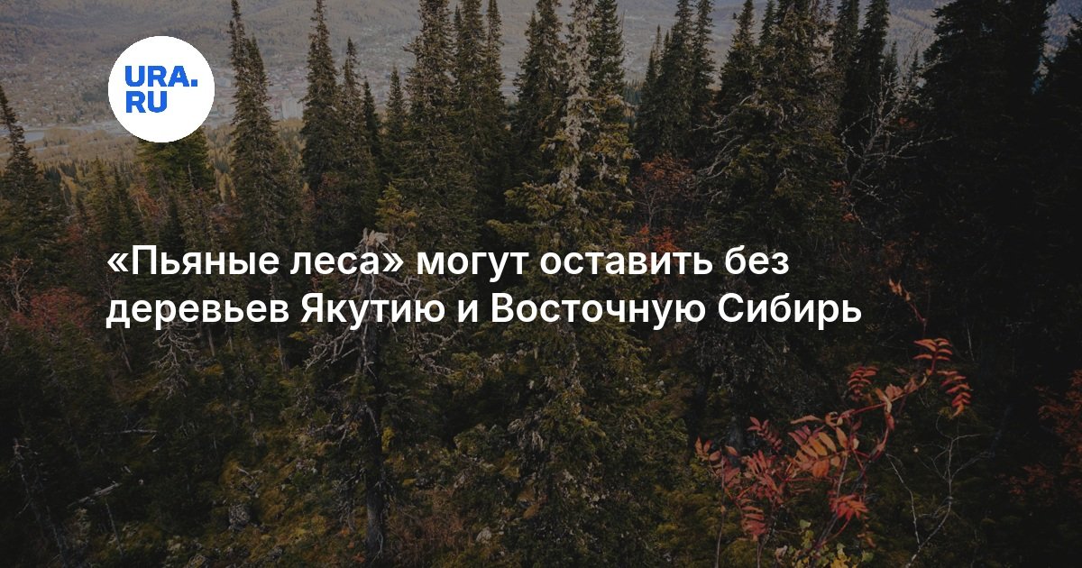 Thawing permafrost threatens forests in Yakutia and eastern Siberia