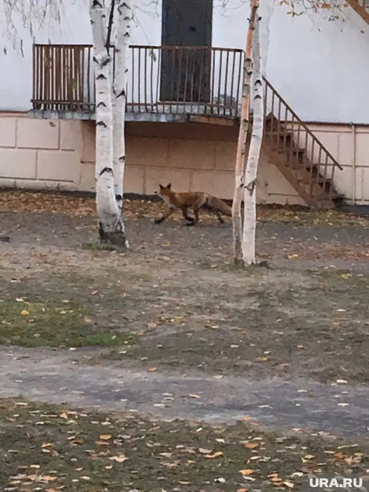 Лису заметили возле детского садика