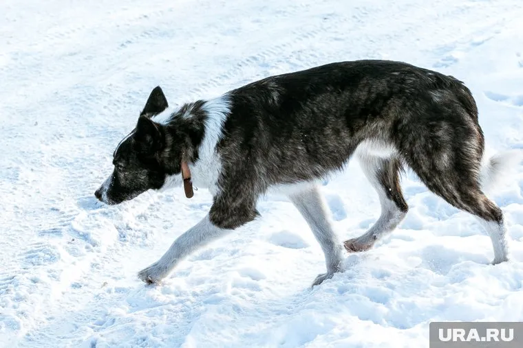 Собаку попытались спасти волонтеры и ветеринары, но животное не выжило (архивное фото)