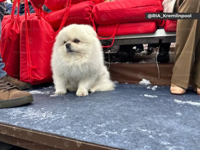 Шпиц Умка на Параде Победы 