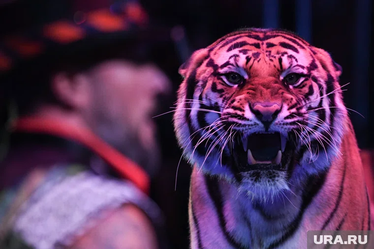 Семьи участников СВО пойдут по льготам в цирк 