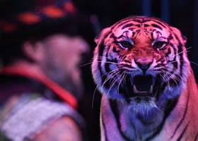 Семьи военных в Тюмени получат приглашения на новогодние представления в цирке