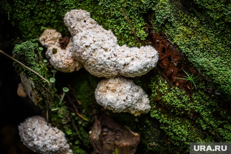 Курганцы находят в лесу редкие грибы