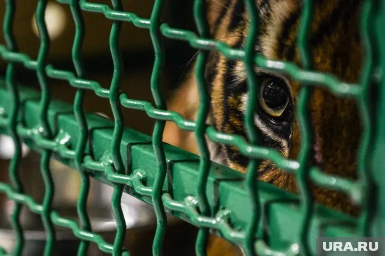 Сейчас тигр бегает и играет в полуприсяде, но из-за порванных сухожилий в полный рост на задние лапы не встает