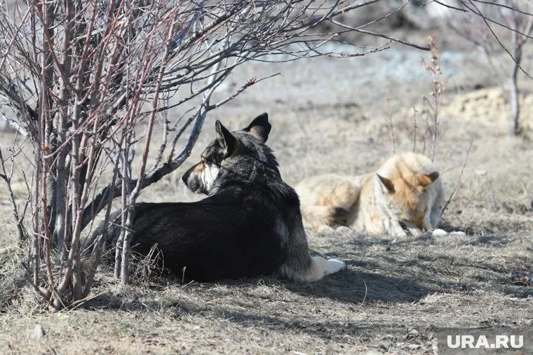 После того, как собаки загрызли женщину возбуждено уголовное дело