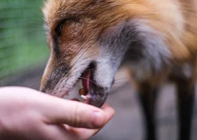  Лисица с огнестрелом: как спасли раненого зверя в Пермском крае