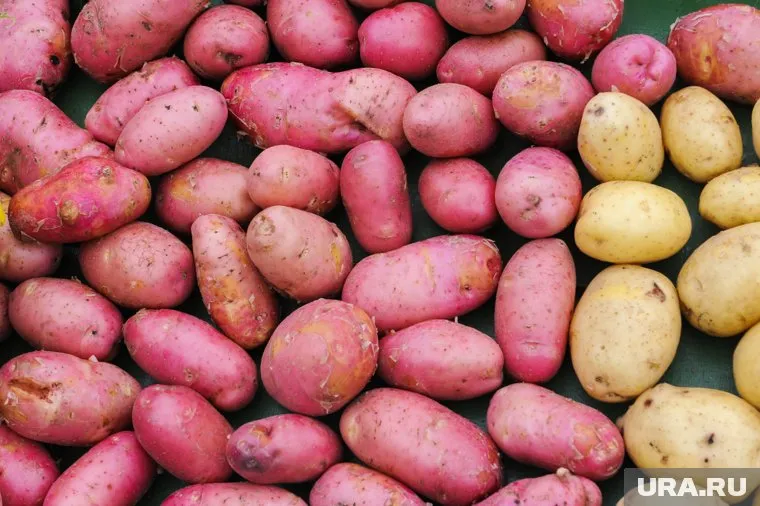 Картофель продают вместе с бизнесом по его выращиванию