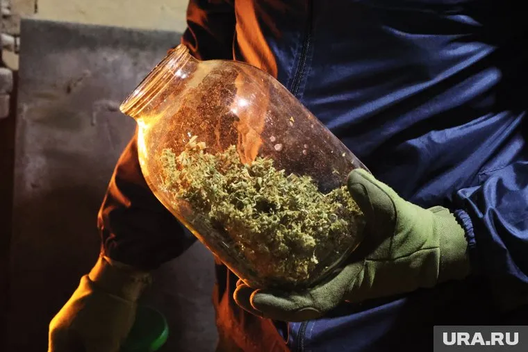 Мужчина вырастил 20 кустов конопли (архивное фото)