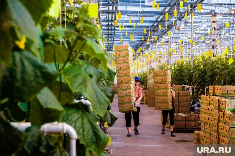 В теплицах нужно собирать огурцы и ухаживать за растениями