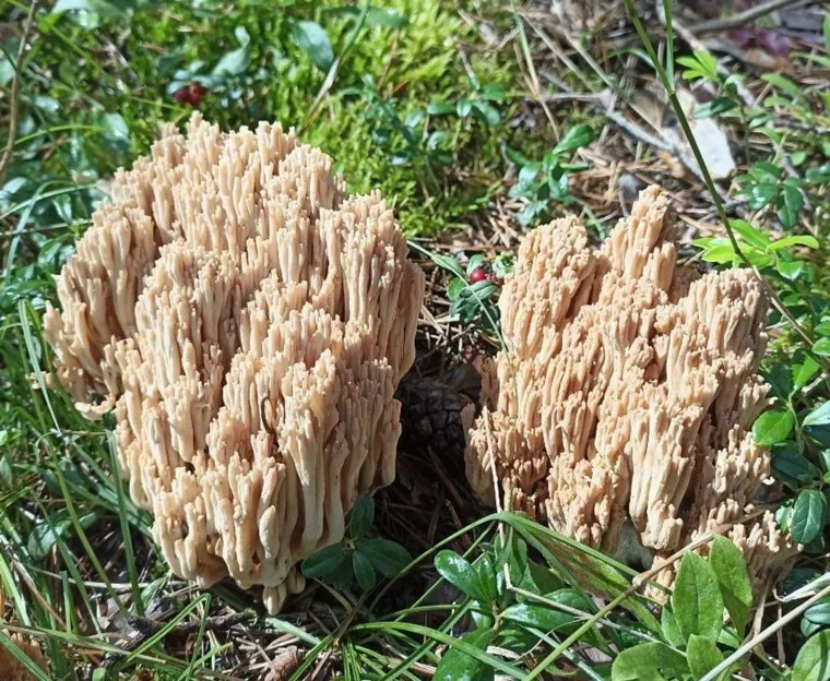 Как выглядят оленьи рожки: фото 