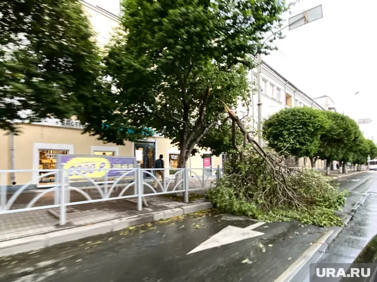 От сильного ветра уже пострадали деревья в центре города