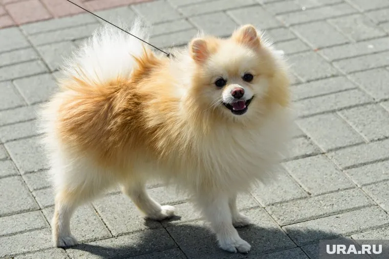 Мелких собак разрешили выгуливать без намордников