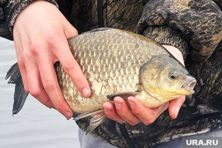 Экологически чистую территорию для охоты и рыбалки продают в Челябинской области