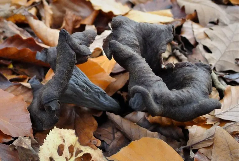 Черные лисички (Вороночник рожковидный). Stock