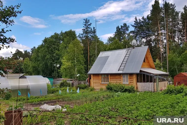 На огороде одного из частных домов росло 800 кустов конопли (архивное фото)