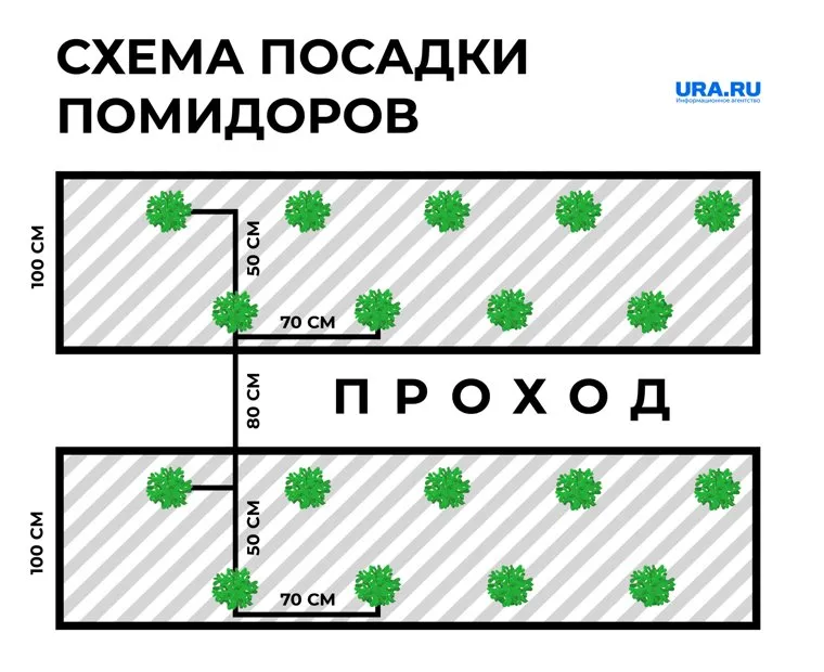 Схема посадки помидоров на грядках и в теплицах 