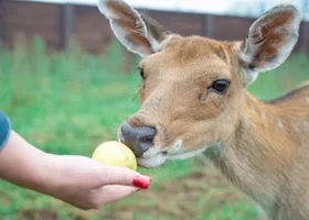 Пермяков пригласили на показательные кормления в новом зоопарке
