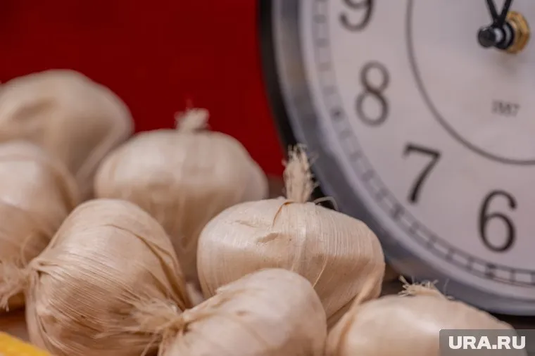 Чеснок можно употреблять для укрепления иммунитета