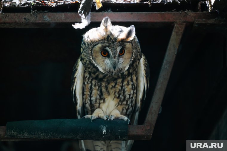 В Сад соловьев в Перми прилетела семья ушастых сов. Фото