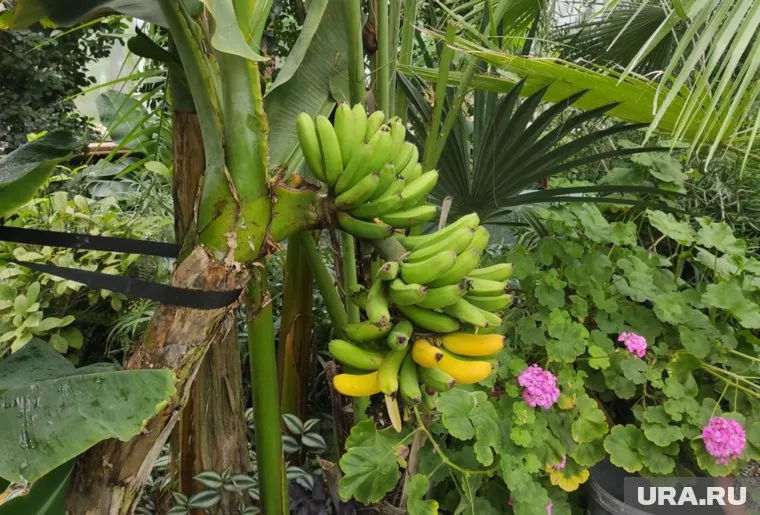 Журналист URA.RU попробовал самые северные бананы Пермского края