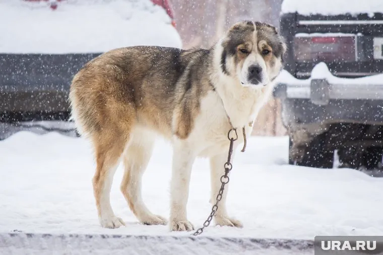 По словам владельцев, алабаю было около 10 лет, у него были проблемы со слухом и лапами, пес не проявлял агрессии (фото из архива)