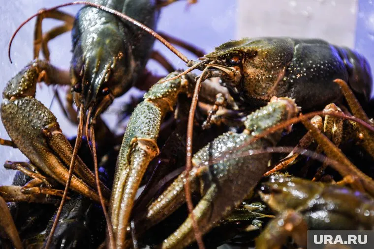 В 100 граммах мяса рака содержится более чем половина суточной нормы селена