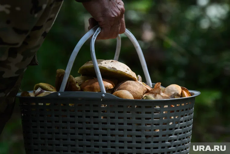 В грибах содержится масса полезных веществ