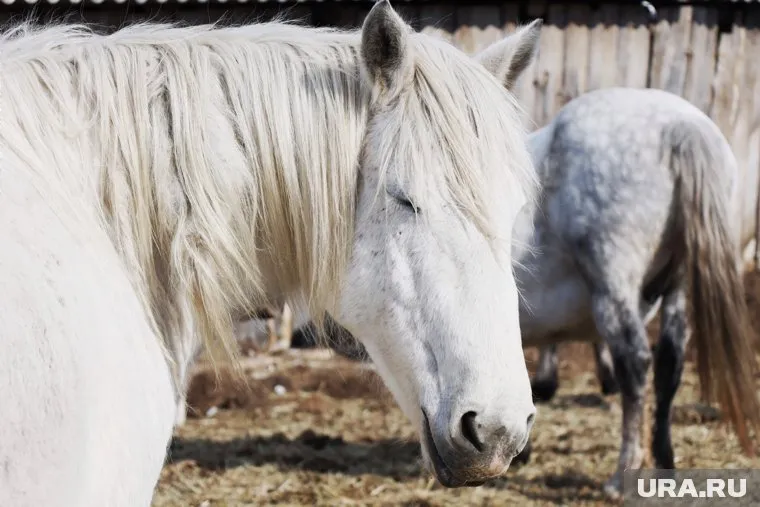 Дети смогут покататься на лошадях и пони 