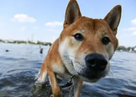 Жители Екатеринбурга сообщили о всплеске отравлений собак