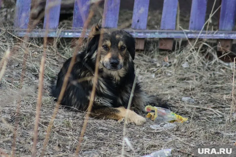 Власти планируют потратить 2,23 млн рублей на отлов животных