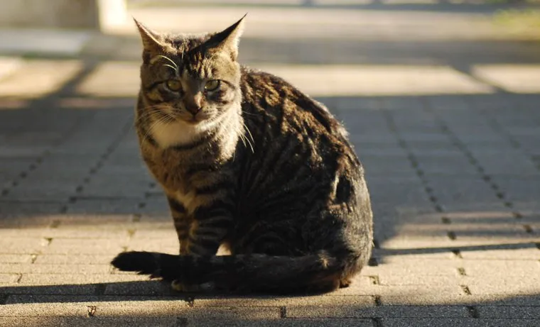 Московский блогер выбросил кота из окна после поражения любимой команды, животное изъяли и отвезли к ветеринару