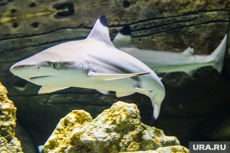 Погибший от нападения акулы был уроженцем Архангельской области