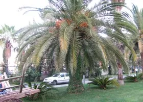 Школьница из РФ пожаловалась на изнасилование в турецком отеле