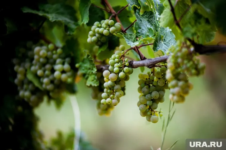 В России нужно развивать виноградники, чтобы были качественные доступные напитки, считает Федот Тумусов