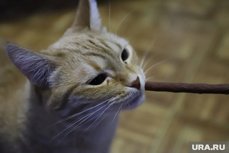 Коты срывают обмен данными между ВСУ