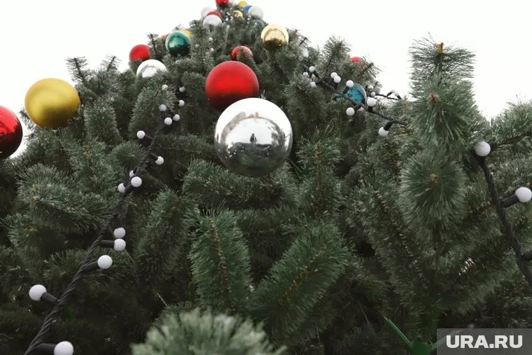 Дмитрий Юровский рекомендует заваривать хвою живых новогодних деревьев