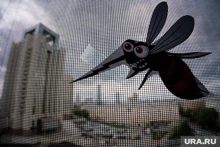 На юге РФ заметили насекомых-переносчиков опасных заболеваний