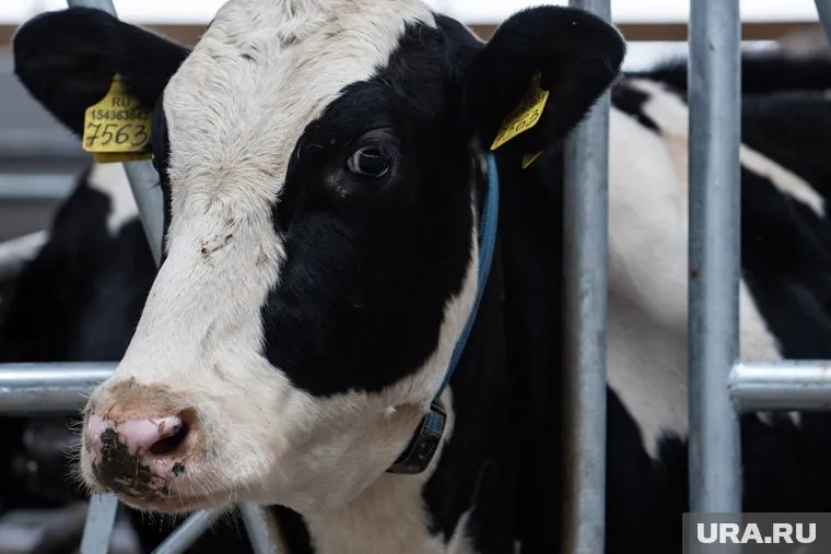 Вакцина предназначалась для применения в ветеринарии для лечения кератоконъюктивита крупного рогатого скота