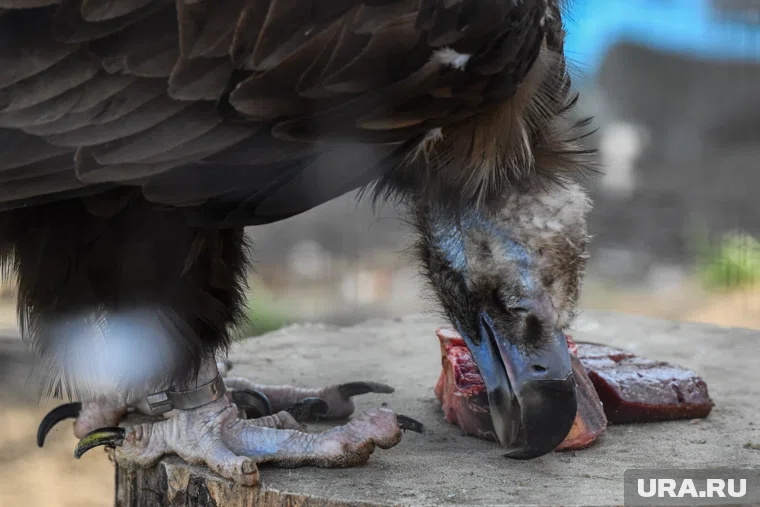 Среди новых поступлений будут и птицы