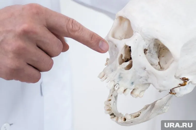 Следователи проверяют детали дела о нахождении скелетов в лесу