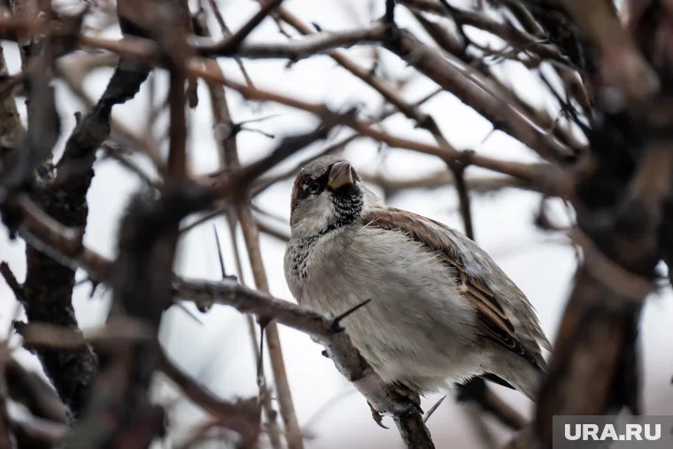 По народному календарю 8 декабря отмечают Клим Холодный или Климентьев день
