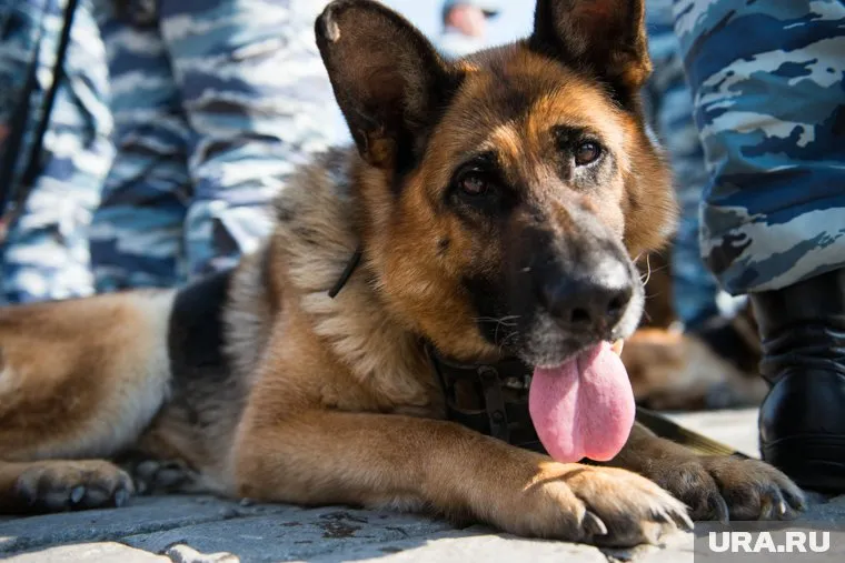 Порошки закупят для тренировок служебных собак