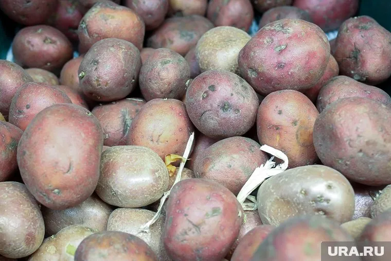 В регионе начали предлагать картофель на посадку