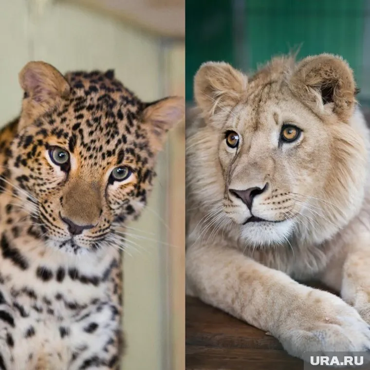 Леопард и лев вернутся в естесственную климатическую среду