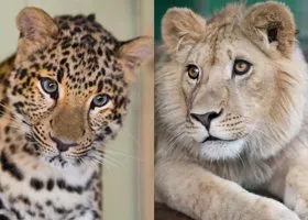 РМК оплатит отправку на историческую родину львенка и леопарда
