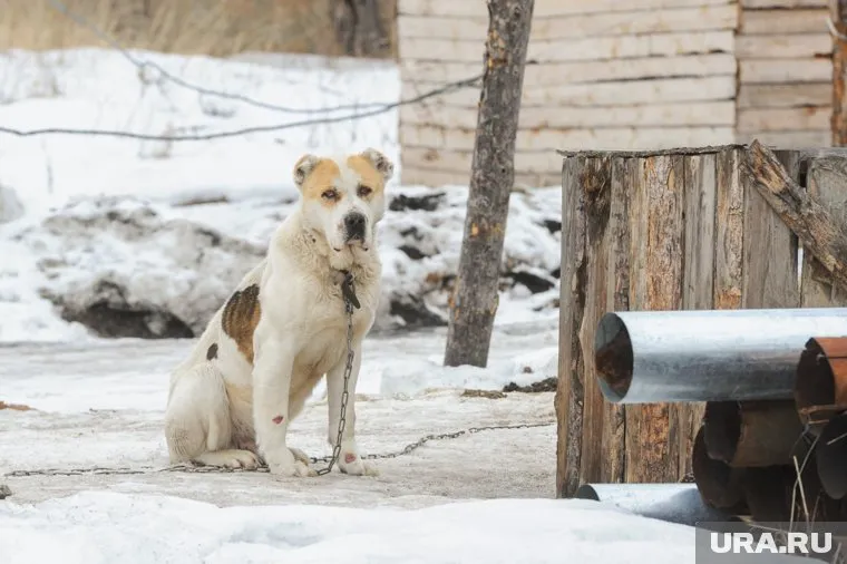 Депутаты Ямала ужесточили ответственность за ненадлежащее обращение с животными