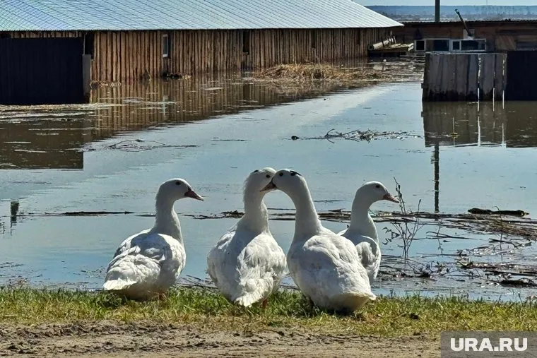 Вода в реках Пермского края продолжает прибывать
