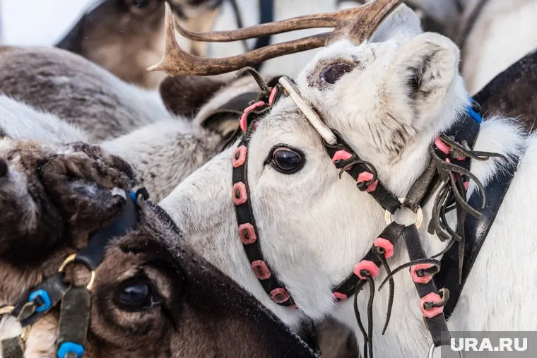 Оленей транспортируют с севера в Казахстан и скоро они отправятся по месту назначения
